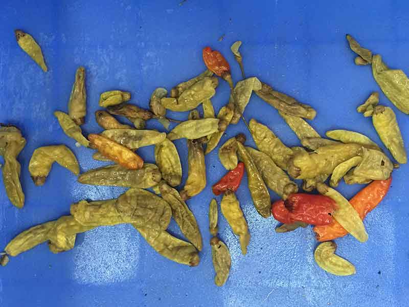 色選機|食品色選機|再生資源色選機|礦石色選機|履帶色選機