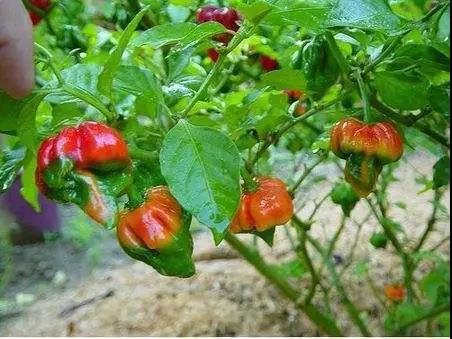 色選機|食品|再生料|礦石|蒜米色選機
