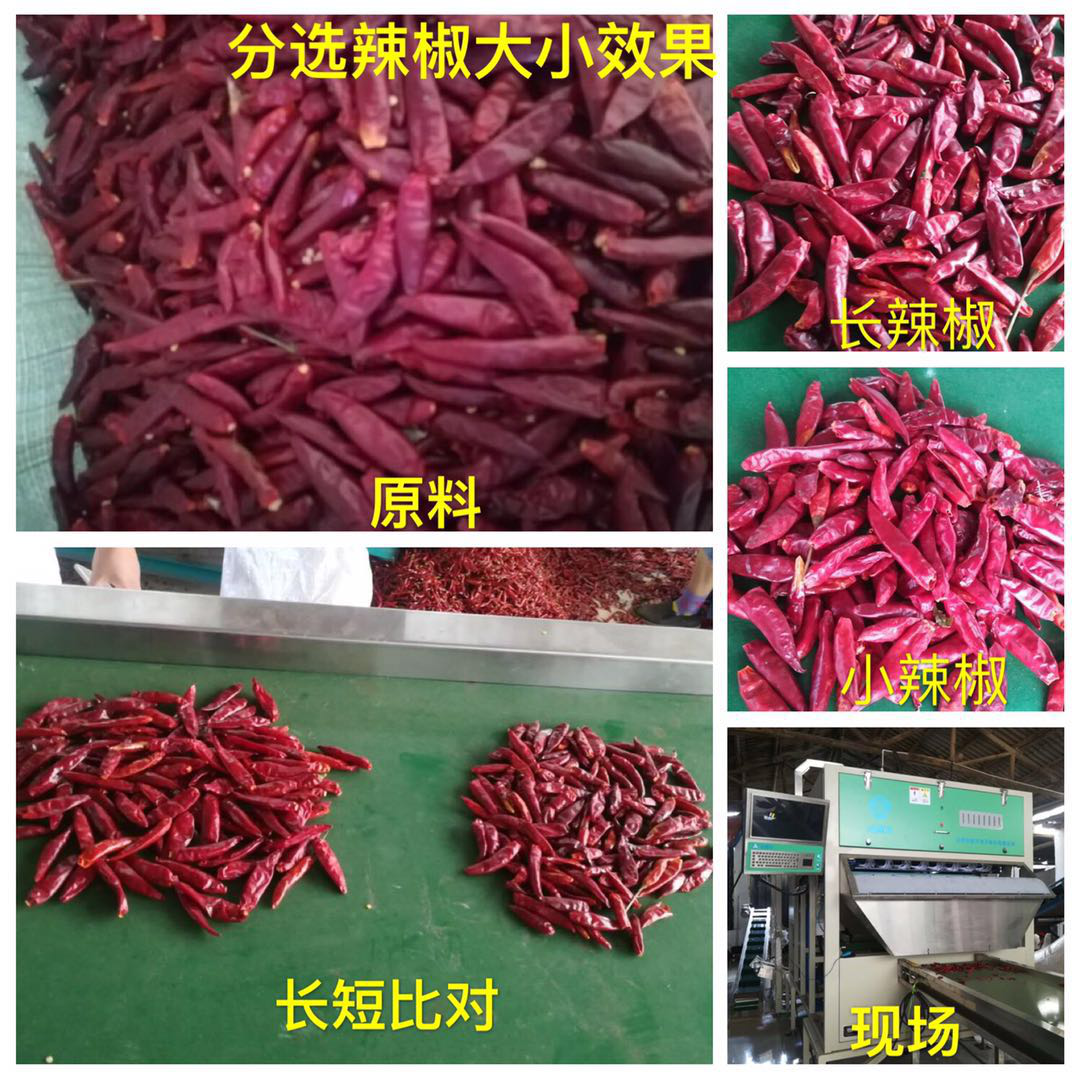 色選機|食品|再生料|礦石|履帶色選機