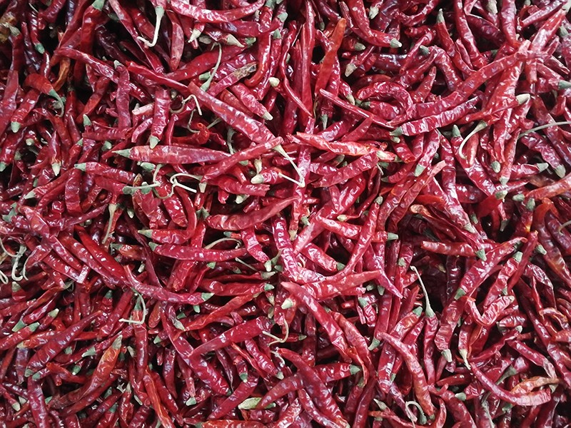 印度-辣椒-Sharma-5041處，辣椒選把，原料改.jpg