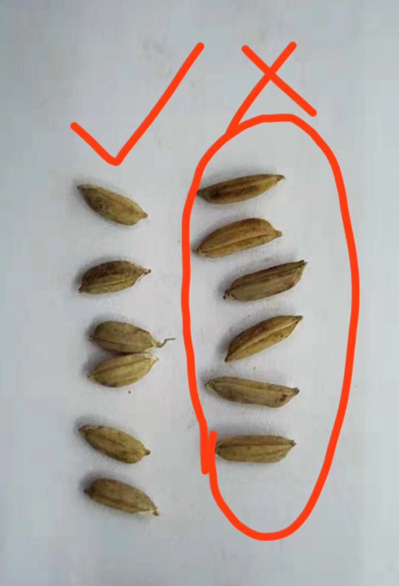 色選機|食品|再生料|礦石|履帶色選機